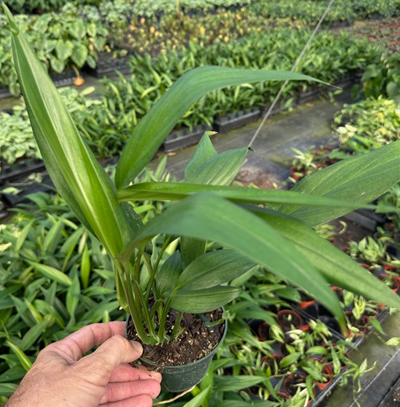 4" Epipremnum Pinnatum Amplissimum